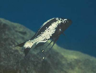 Ophthalmotilapia sp. 'whitecap' Mtoto